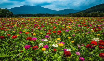 Картинка природа поля простор