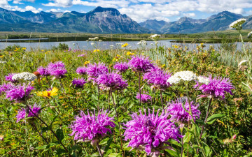 Картинка природа луга простор