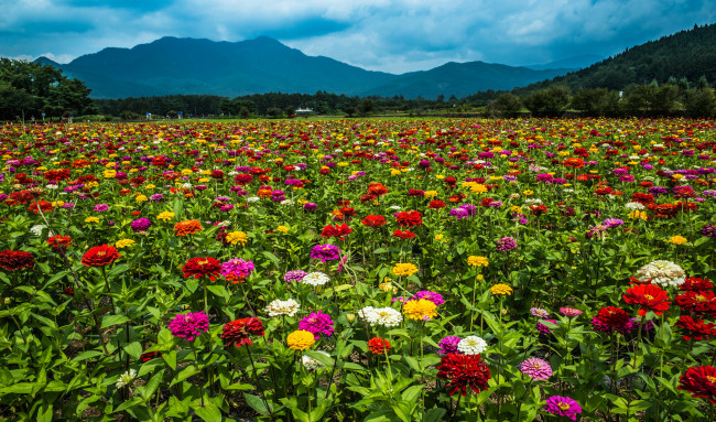 Обои картинки фото природа, поля, простор