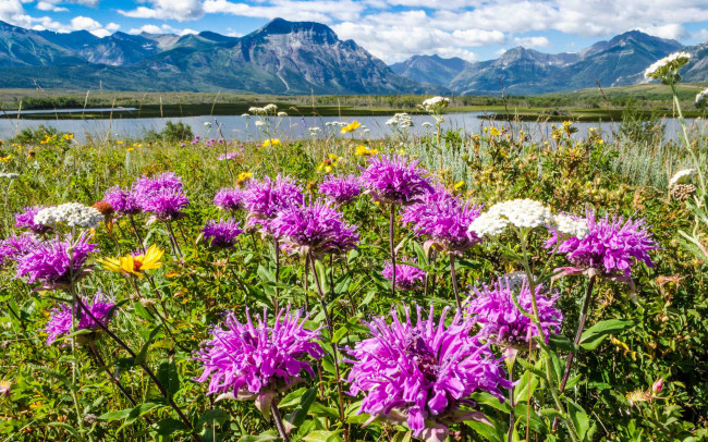 Обои картинки фото природа, луга, простор