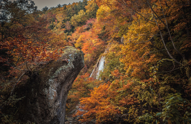 Обои картинки фото природа, водопады, лес, река, водопад