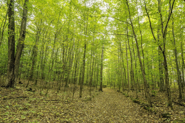 Обои картинки фото природа, дороги, дорога, лес