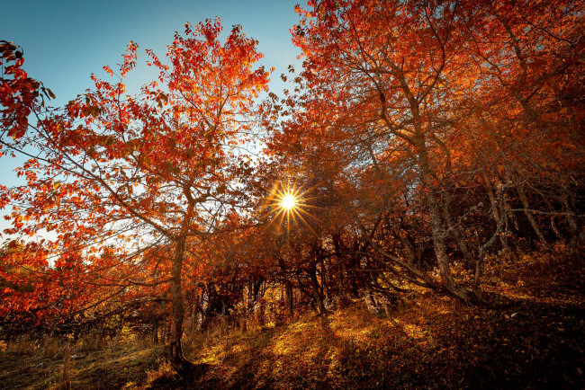 Обои картинки фото природа, лес, деревья