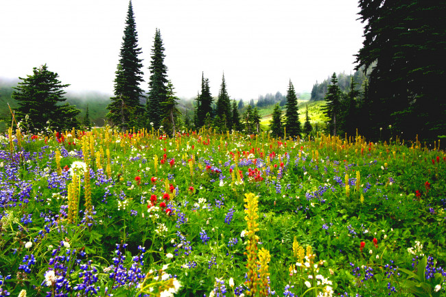 Обои картинки фото природа, луга, простор