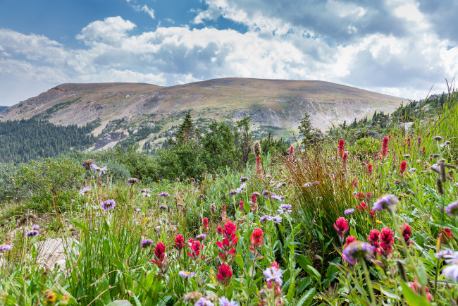 Обои картинки фото природа, луга, простор