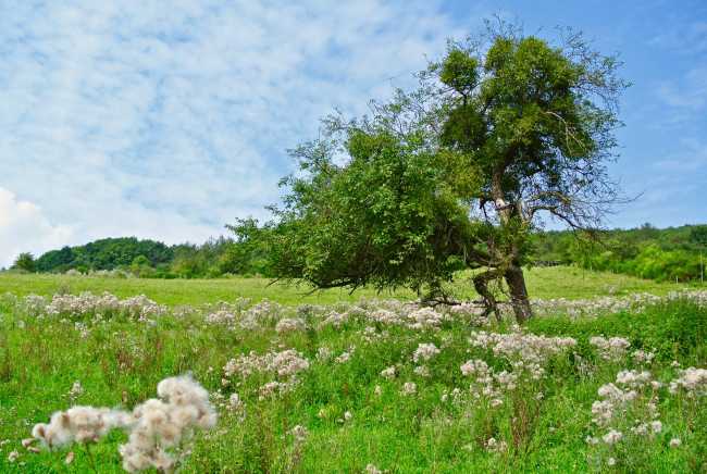 Обои картинки фото природа, пейзажи, простор