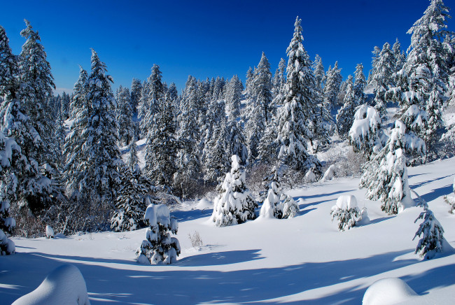Обои картинки фото природа, зима, снег
