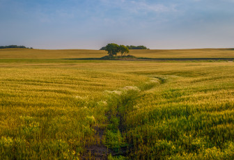 Картинка природа поля простор