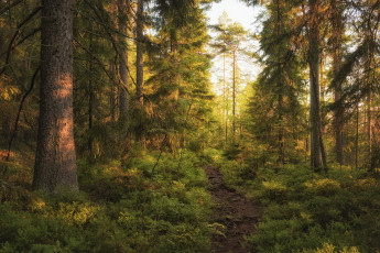 Картинка природа лес простор