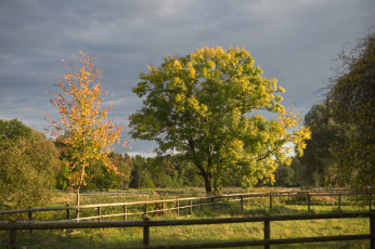 Картинка природа деревья простор