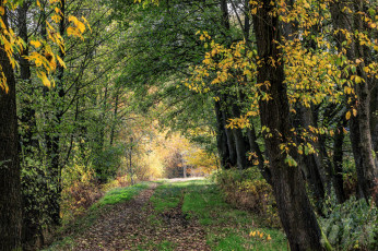 Картинка природа лес простор