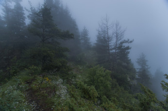 Картинка природа лес простор