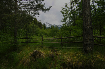 Картинка природа лес простор