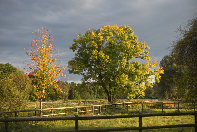 Обои картинки фото природа, деревья, простор