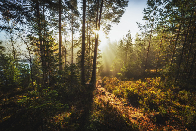 Обои картинки фото природа, лес, простор