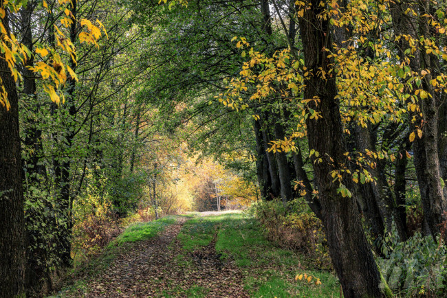 Обои картинки фото природа, лес, простор