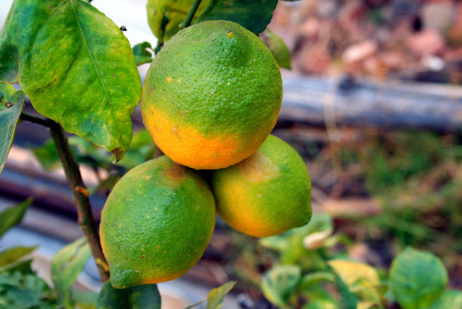 Обои картинки фото природа, плоды, лимоны