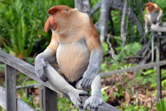 Картинка носач животные обезьяны обезьяна приматы мартышковые млекопитающие