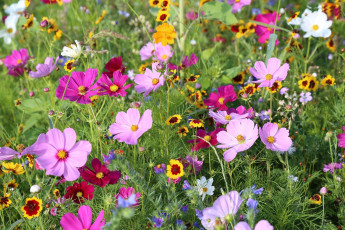 Картинка цветы разные+вместе бархатцы космея