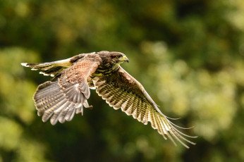 Картинка ястреб+тетеревятник животные птицы+-+хищники ястреб тетеревятник ястребиные ястребообразные птица хищник клюв когти перья крылья полёт