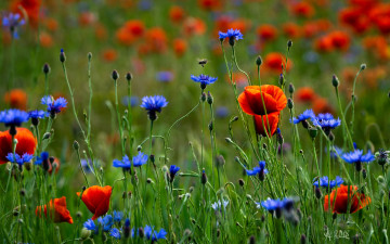 Картинка цветы луговые+ полевые +цветы маки васильки