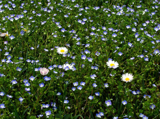 Обои картинки фото цветы, луговые , полевые,  цветы, герань, ромашки