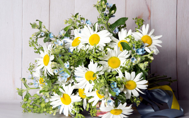Обои картинки фото цветы, букеты,  композиции, ромашки, букет, лента