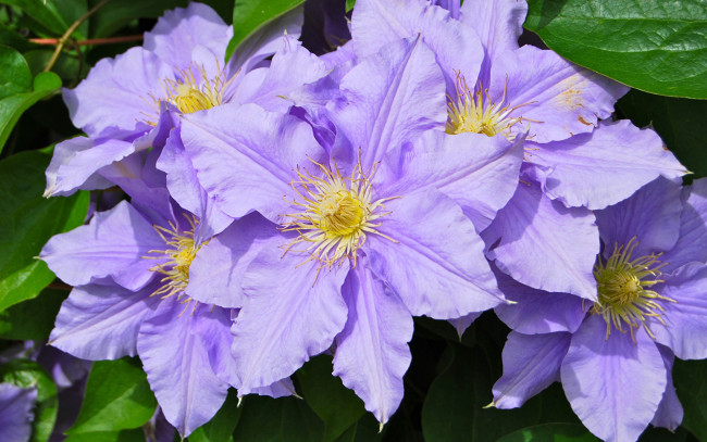 Обои картинки фото цветы, клематис , ломонос, макро