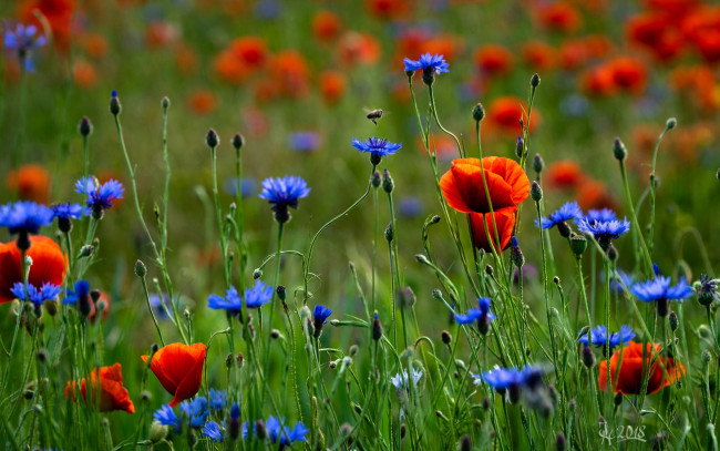 Обои картинки фото цветы, луговые , полевые,  цветы, маки, васильки