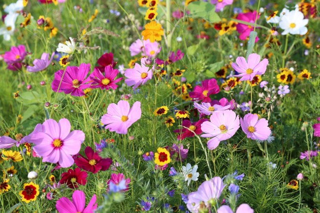 Обои картинки фото цветы, разные вместе, бархатцы, космея