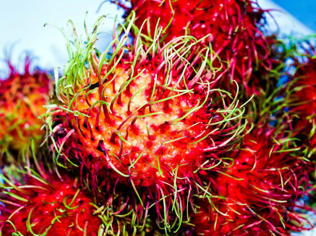 Обои картинки фото еда, рамбутан, экзотический, фрукт