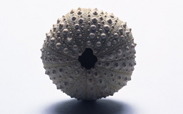 Картинка разное ракушки +кораллы +декоративные+и+spa-камни раковина дырка