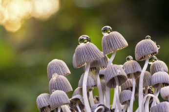 Картинка природа грибы грибная семейка