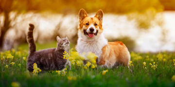 Картинка 3д+графика животные+ animals друзья кот кошка собака