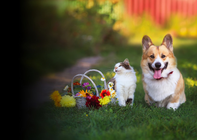 Обои картинки фото 3д графика, животные , animals, друзья, кот, кошка, собака