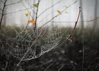 обоя природа, макро, паутина