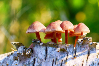 обоя природа, грибы