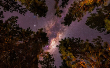 обоя природа, деревья, млечный, путь