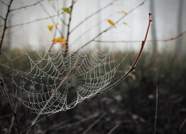 Обои картинки фото природа, макро, паутина