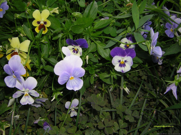 Обои картинки фото анютины, глазки, цветы, садовые, фиалки