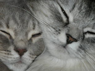 Картинка животные коты