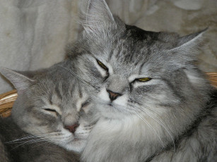 Картинка животные коты