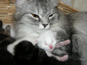 Картинка животные коты