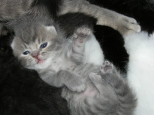 Картинка животные коты