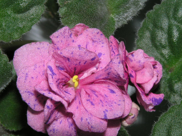 Обои картинки фото цветы, фиалки