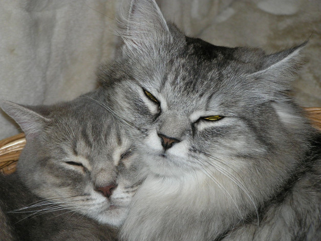 Обои картинки фото животные, коты