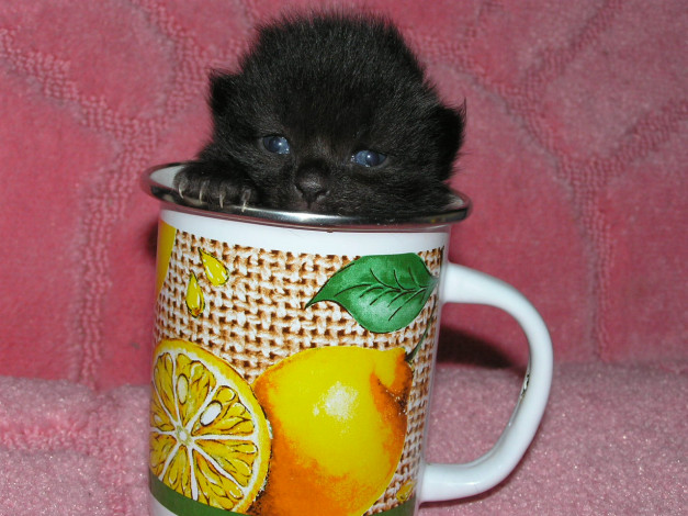 Обои картинки фото животные, коты