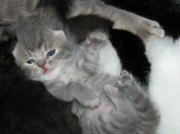 Обои картинки фото животные, коты