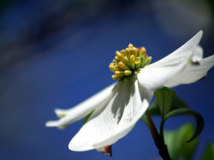 Картинка цветы