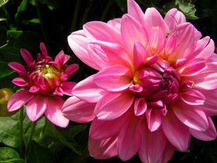 Картинка цветы георгины